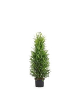 Thuja Brabant - Krukodlad