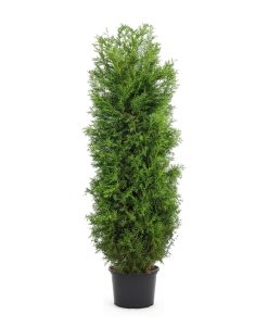 Thuja Brabant - Krukodlad