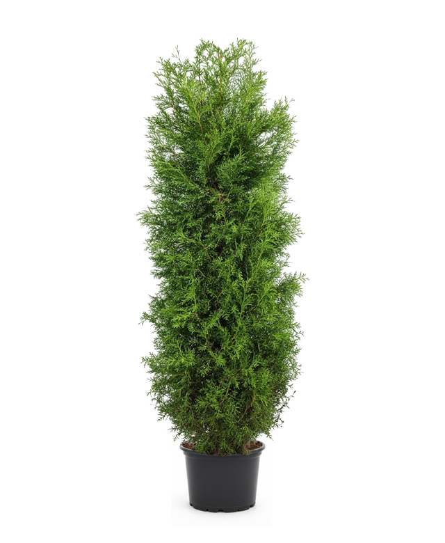 Thuja Brabant - Krukodlad