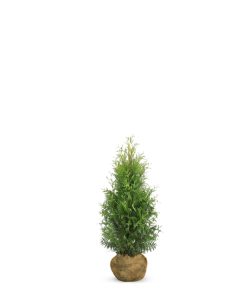Thuja Brabant - Frilandsodlad