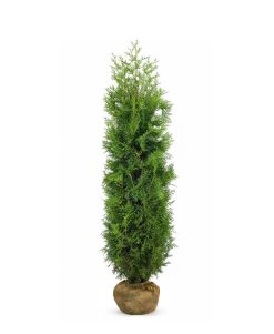 Thuja Brabant - Frilandsodlad