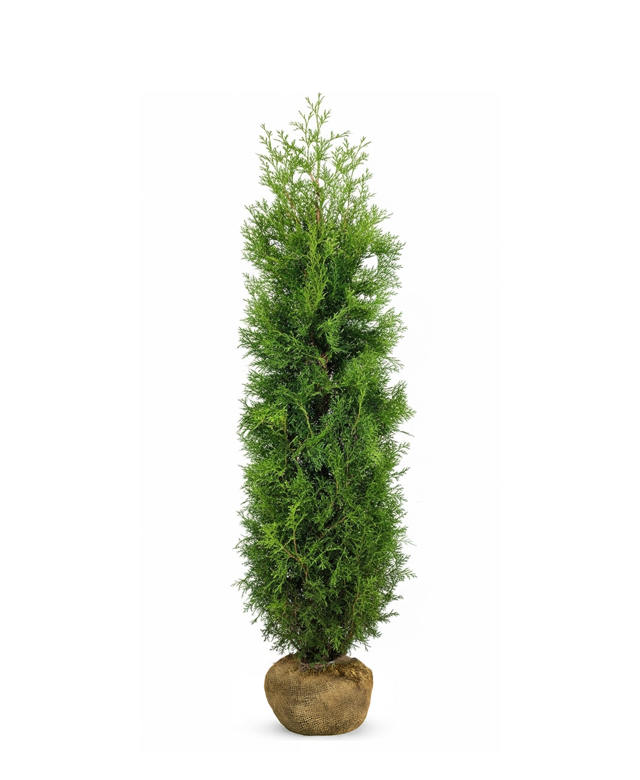 Thuja Brabant