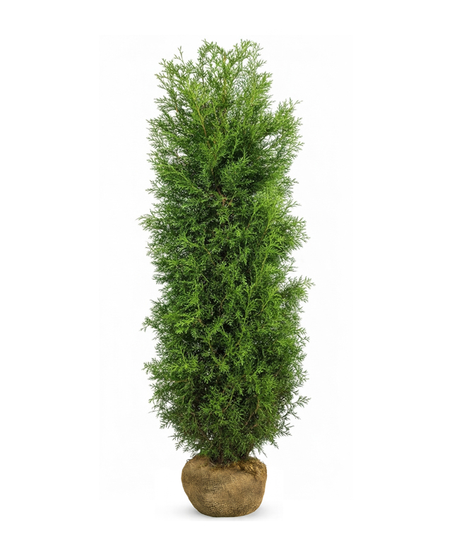 Thuja