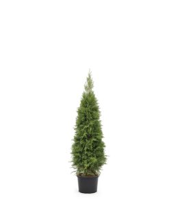 Thuja Smaragd - Krukodlad