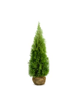 Thuja Smaragd - Frilandsodlad