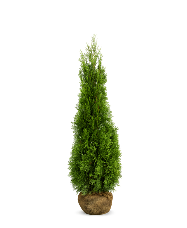 Thuja Smaragd