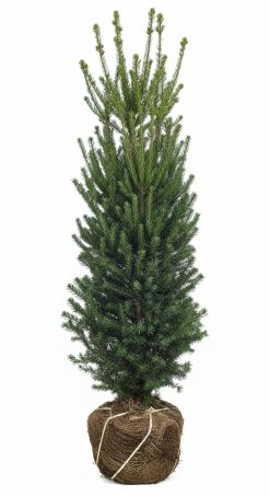 Idegran- Taxus Hillii - Frilandsodlad
