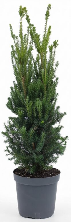 Idegran- Taxus Hillii - Krukodlad