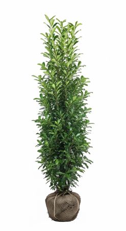 Lagerhägg 'Genolia' - Prunus laurocerasus, Krukodlad