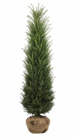 Idegran - Taxus Baccata - Frilandsodlad