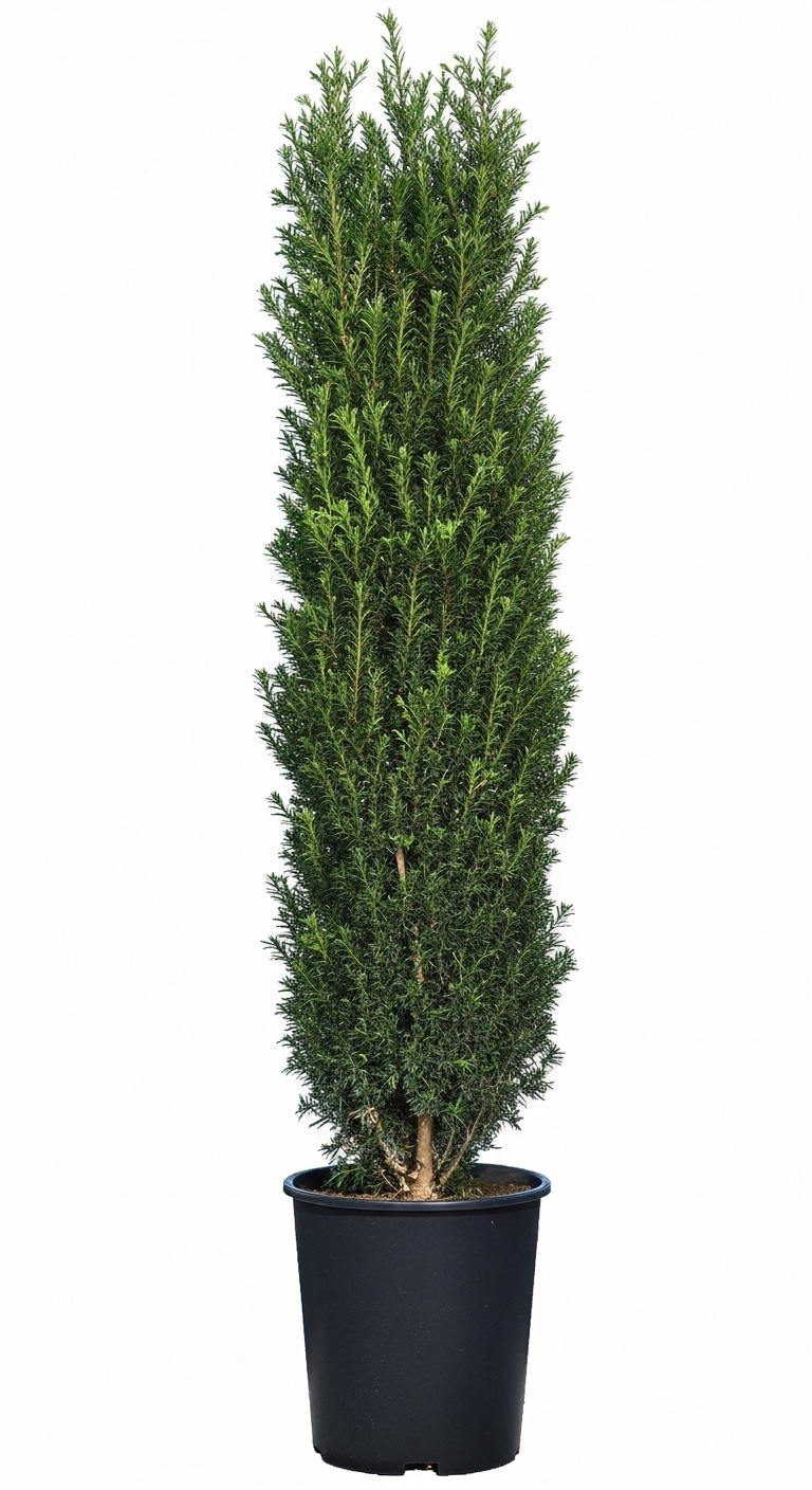 Idegran - Taxus Media Hicksii - Bild 2
