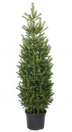 Idegran - Taxus Media Rising Star, Frilandsodlad