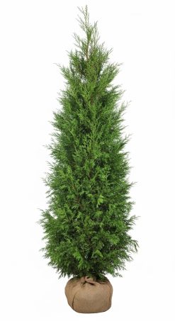 Thuja Martin