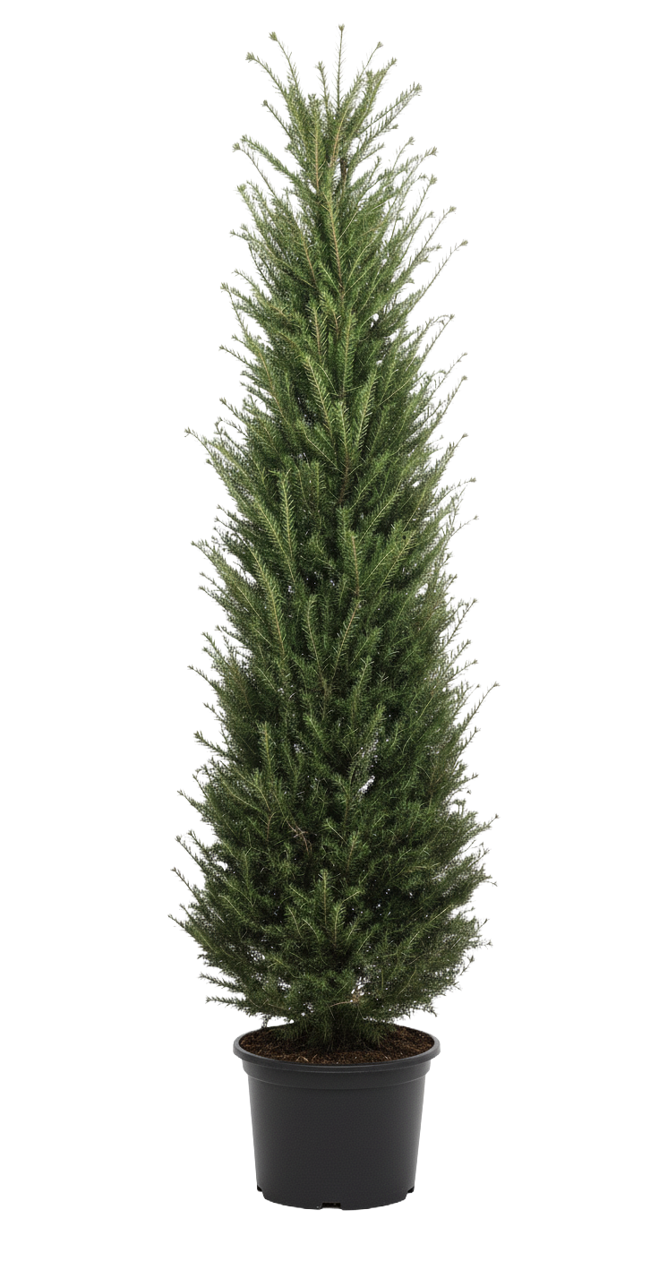 Idegran - Taxus Baccata, Krukodlad
