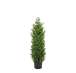 Thuja Brabant - Krukodlad