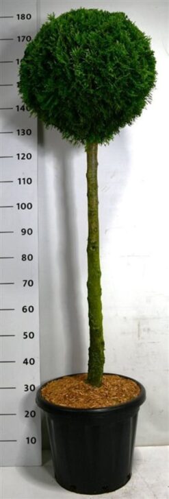 Thuja 'Smaragd' - Stamform - Krukodlad - Premium Plus - Stam 90