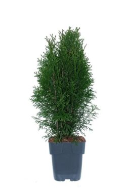 Thuja 'Smaragd' - Krukodlad - Premium Plus - 30-40