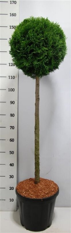 Thuja 'Smaragd' - Stamform - Krukodlad - Premium - Stam 80