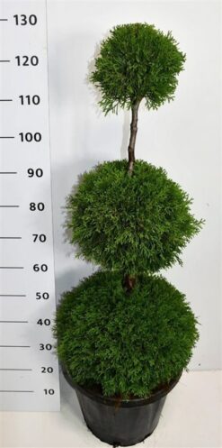 Thuja 'Smaragd' - Trippelboll - Krukodlad - Premium Plus - 80-100