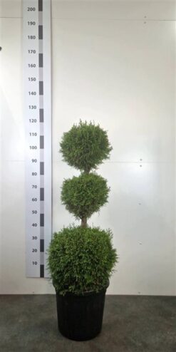 Thuja 'Smaragd' - Trippelboll - Krukodlad - Premium Plus - 100-120
