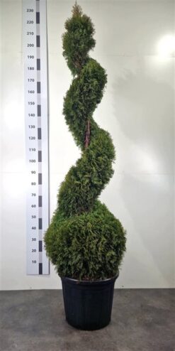 Thuja 'Smaragd' - Spiral - Krukodlad - Premium Plus - 160-180