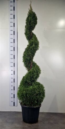 Thuja 'Smaragd' - Spiral - Krukodlad - Premium Plus - 180-200