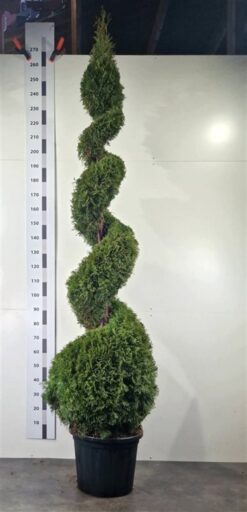 Thuja 'Smaragd' - Spiral - Krukodlad - Premium Plus - 200-220