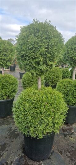 Thuja 'Smaragd' - Dubbelboll - Krukodlad - Premium Plus - 80-100
