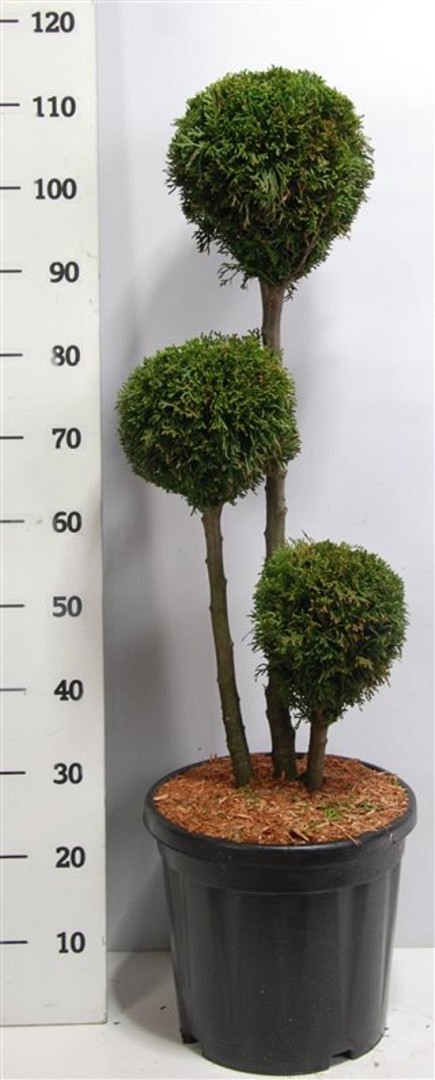 Thuja 'Smaragd' - PonPon - Krukodlad - Premium Plus