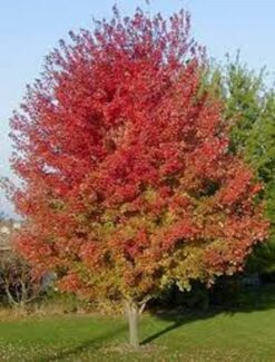 Lönn 'Jeffersred' - Frilandsodlad - Premium Plus - 10/12