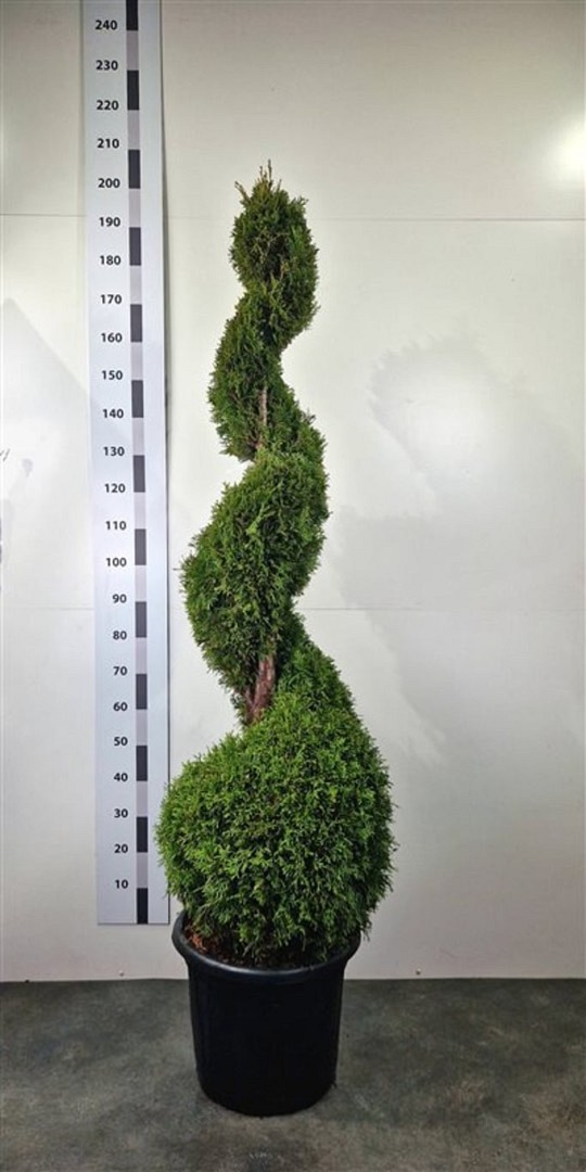 Thuja 'Smaragd' - Spiral - Krukodlad - Premium Plus