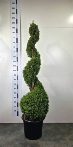 Thuja 'Smaragd' - Spiral - Krukodlad - Premium Plus - 140-160