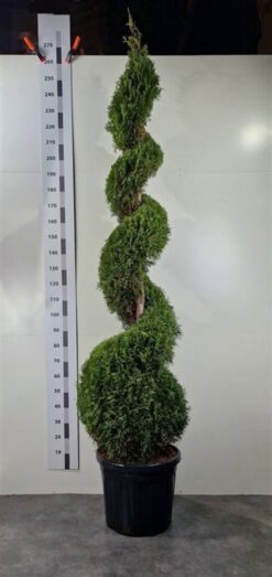 Thuja 'Smaragd' - Spiral - Krukodlad - Premium Plus - 230-240