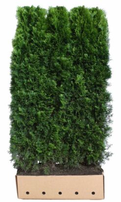 Thuja 'Smaragd' - Häckelement - Krukodlad - Premium Plus