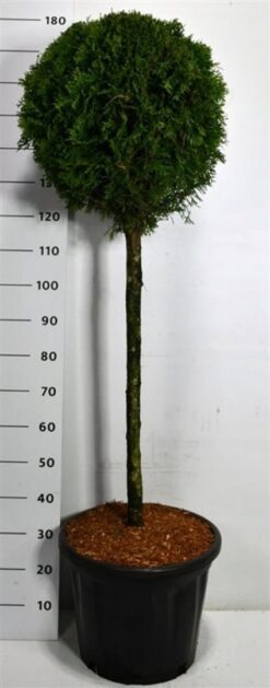 Thuja 'Smaragd' - Stamform - Krukodlad - Premium Plus - Stam 80