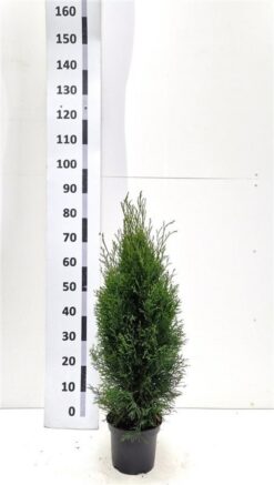 Thuja 'Smaragd' - Krukodlad - Premium - 60-80