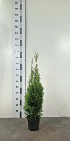 Thuja 'Smaragd' - Krukodlad - Standard - 80-100