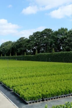 Thuja 'Smaragd' - Krukodlad - Premium Plus - 125-150