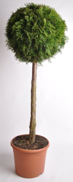 Thuja 'Smaragd' - Stamform - Krukodlad - Premium Plus