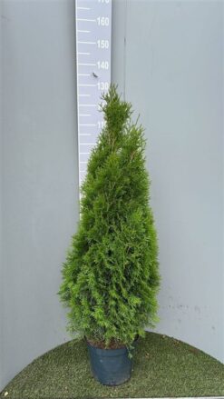 Thuja 'Smaragd' - Krukodlad - Premium Plus - 100-120