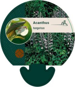 Akantus - Krukodlad - Premium Plus