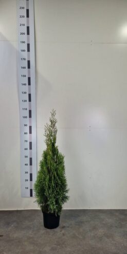 Thuja 'Smaragd' - Krukodlad - Premium Plus - 60-80