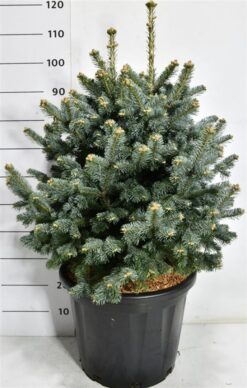 Berggran 'Compacta' - Krukodlad - Premium Plus - 70-80