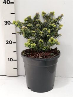 Balsamgran 'Nana' - Krukodlad - Premium Plus - 15-20