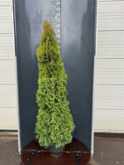 Thuja 'Smaragd' - Krukodlad - Premium Plus - 175-200