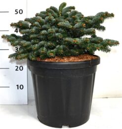 Nordmannsgran 'Dobrochovice' - Krukodlad - Premium Plus - 50-60