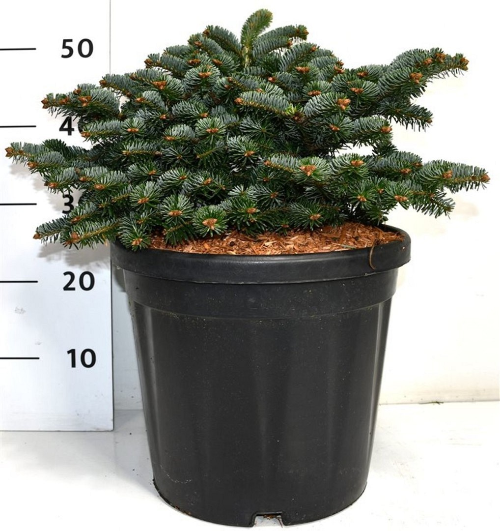 Nordmannsgran 'Dobrochovice' - Krukodlad - Premium Plus