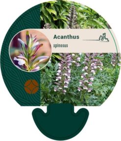 Akantus - Krukodlad - Premium Plus