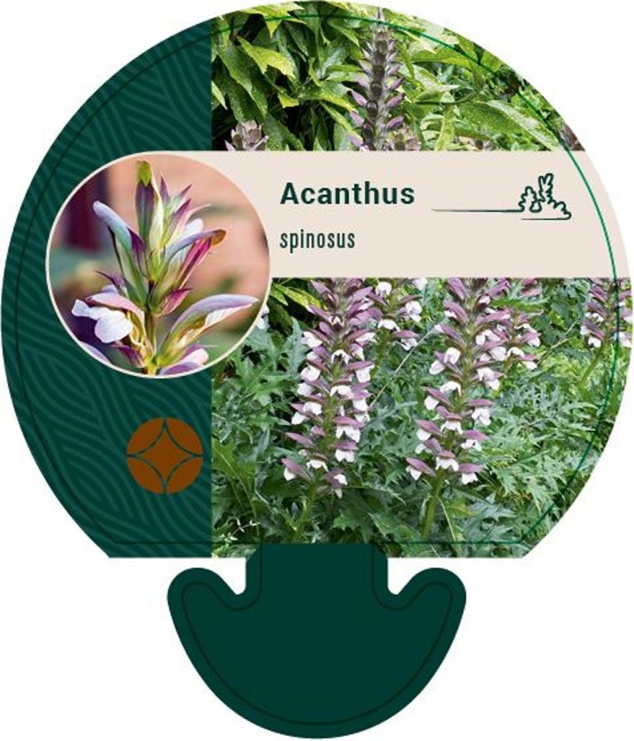 Akantus - Krukodlad - Premium Plus