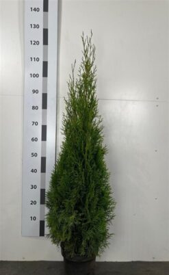 Thuja 'Smaragd' - Krukodlad - Premium Plus - 100-125